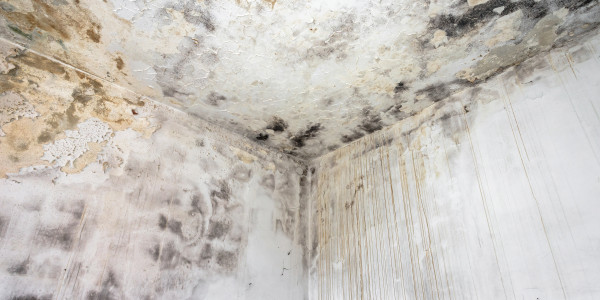 Pintar Fachadas de Casas Unifamiliares / Chalets Parla · Pintura Antihumedad / Antimoho para Humedades / Moho